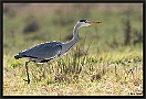 Blauwe Reiger, Grey Heron, Ardea cinerea Location: Goor, the Netherlands blauwe reiger MG 4050 kopie